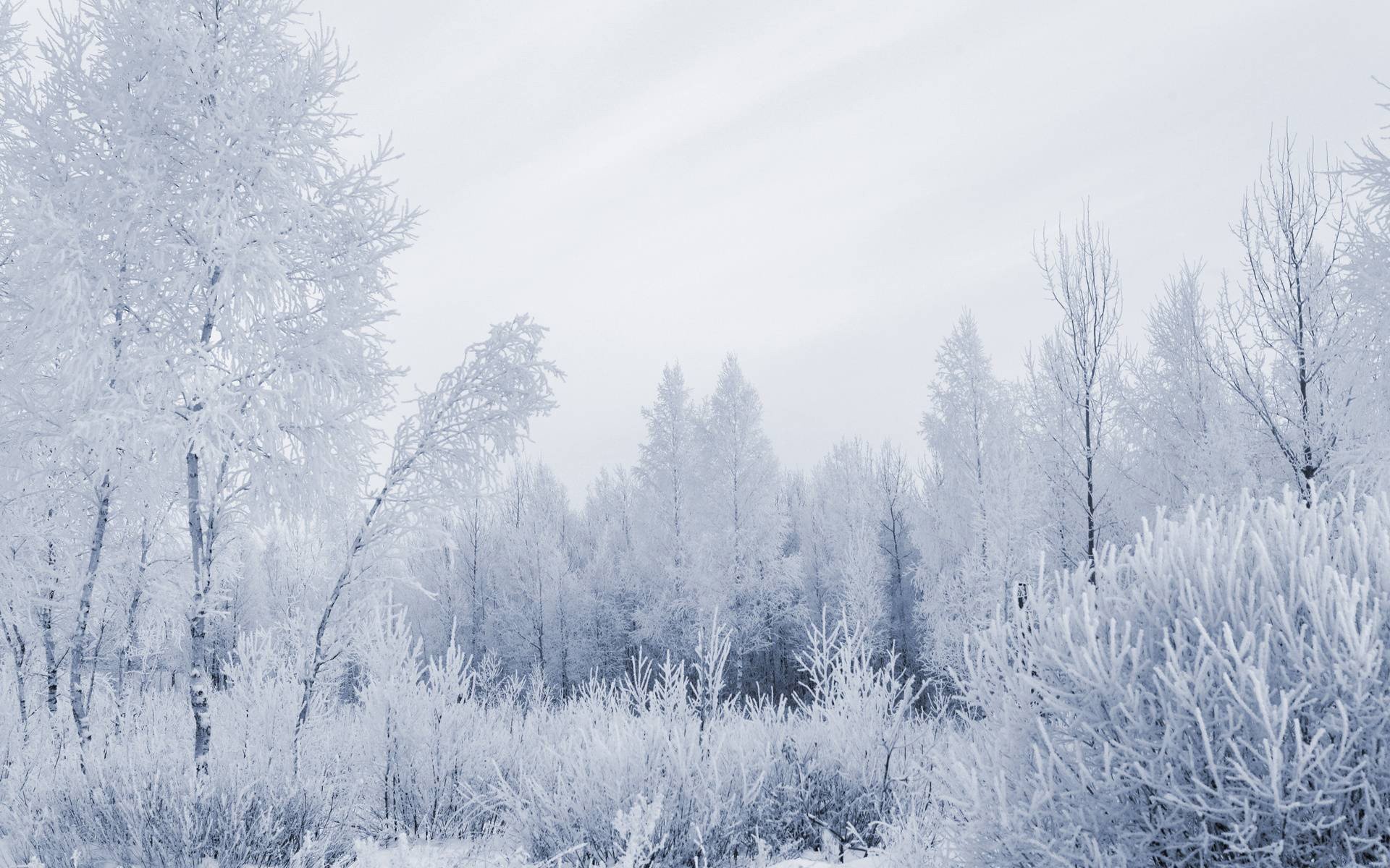winter, Snow, Trees, Forests Wallpaper