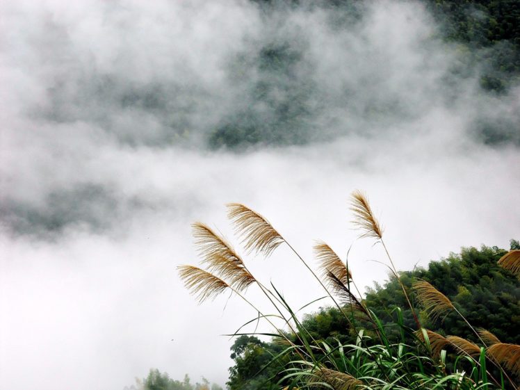 landscapes, Nature, Fog, Plants HD Wallpaper Desktop Background