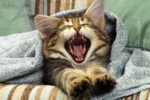 cats, Yawns
