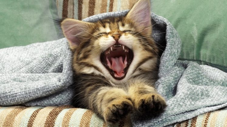 cats, Yawns HD Wallpaper Desktop Background