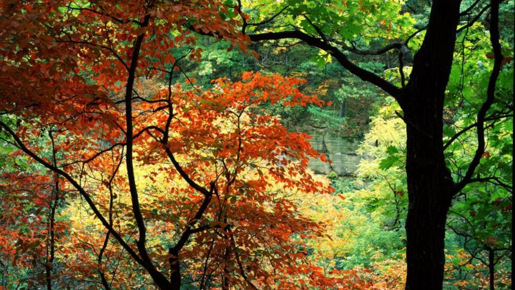 nature, Trees, Rocks, Canyon, Illinois HD Wallpaper Desktop Background