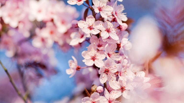 cherry, Blossoms, Flowers, Pink, Flowers HD Wallpaper Desktop Background