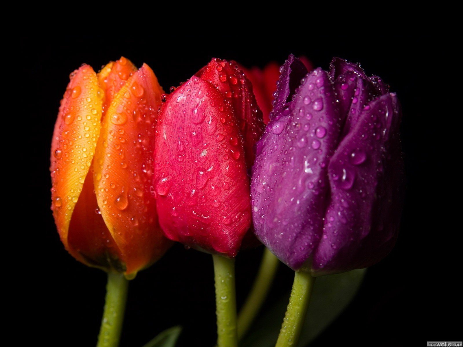 flowers Wallpaper