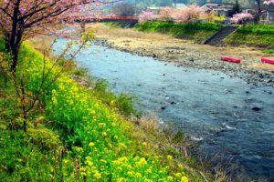 japan, Cherry, Blossoms, Flowers, Spring, Rivers, Flowered, Trees, Wildflowers