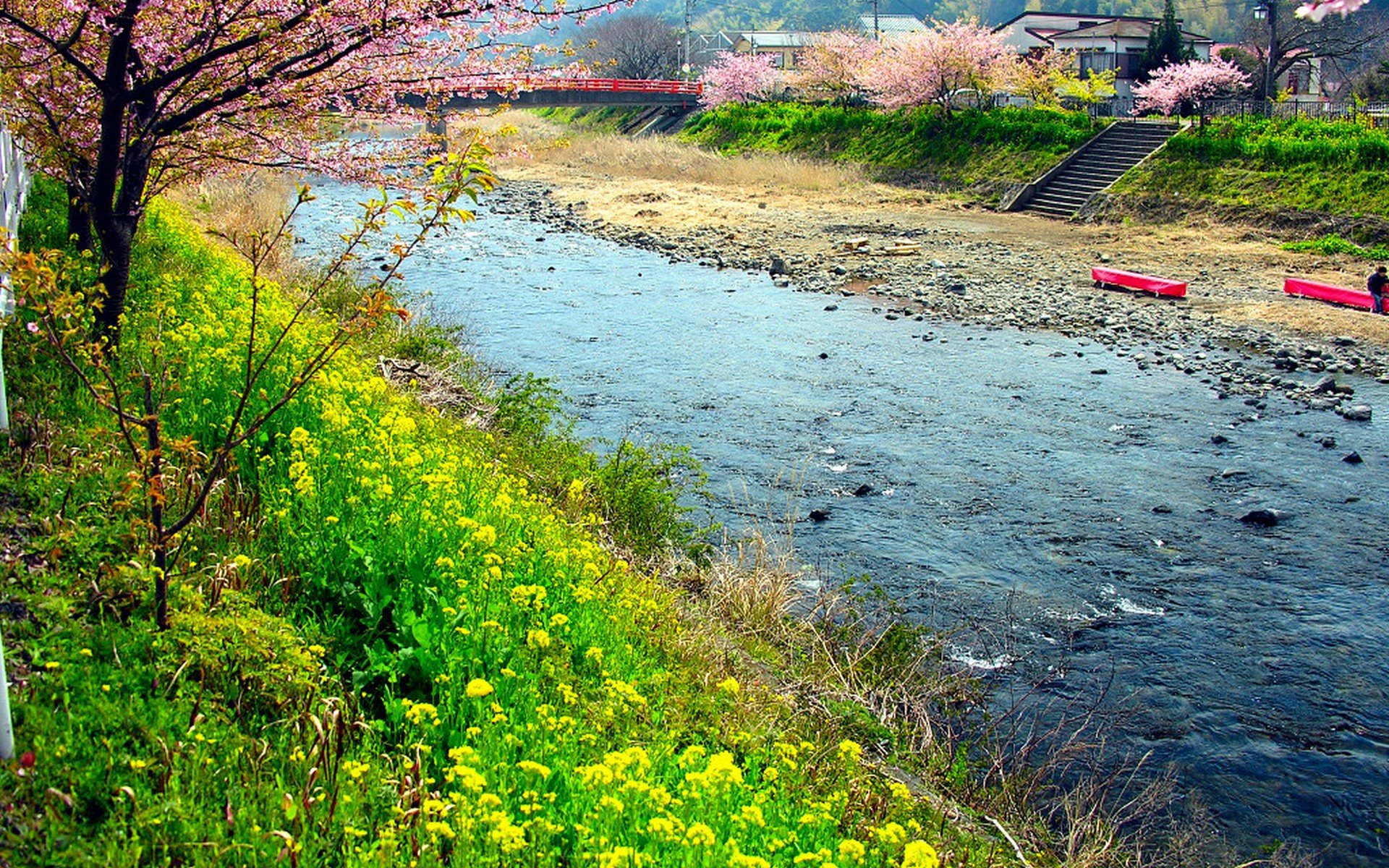 japan, Cherry, Blossoms, Flowers, Spring, Rivers, Flowered, Trees, Wildflowers Wallpaper