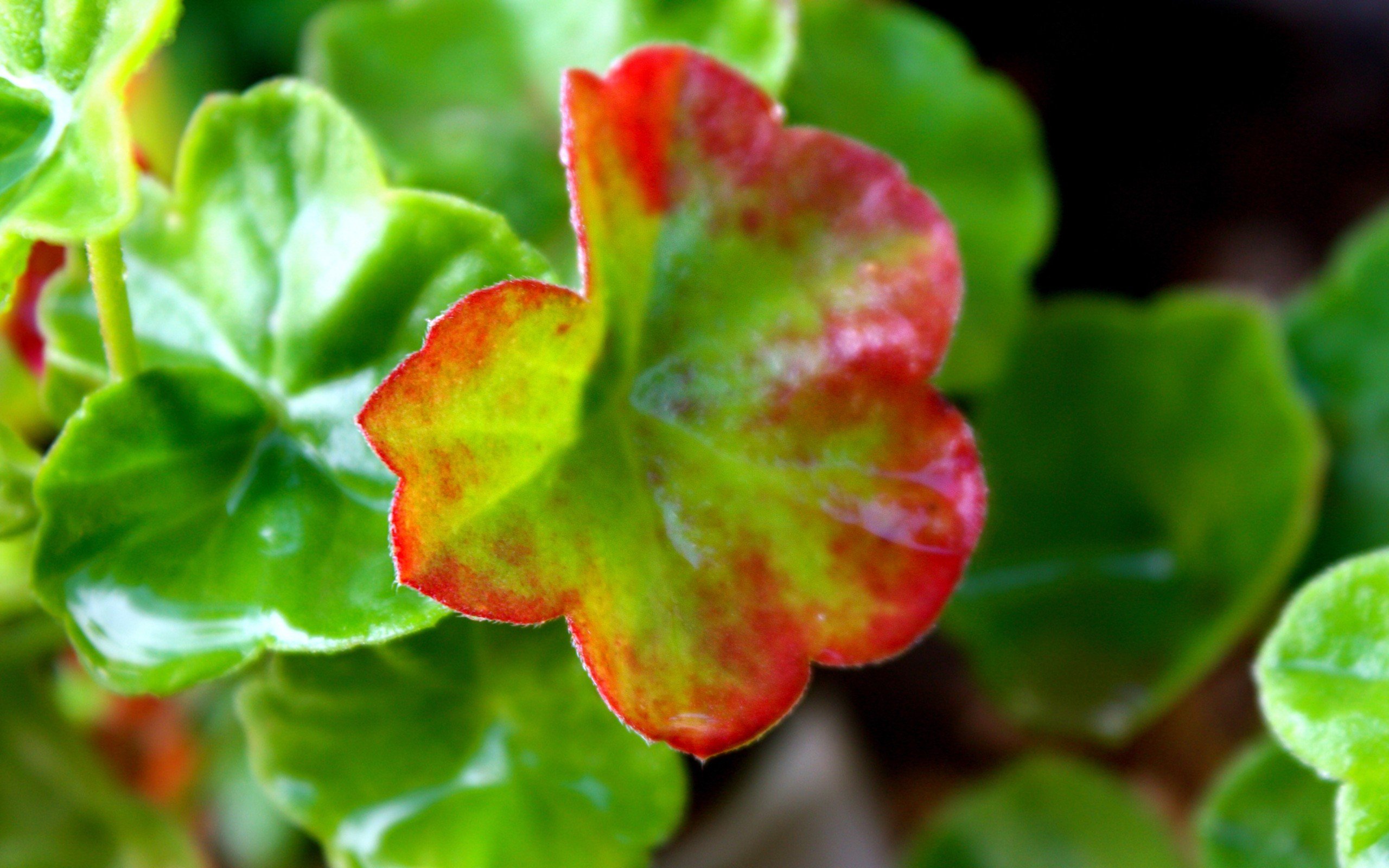 nature, Plants Wallpaper