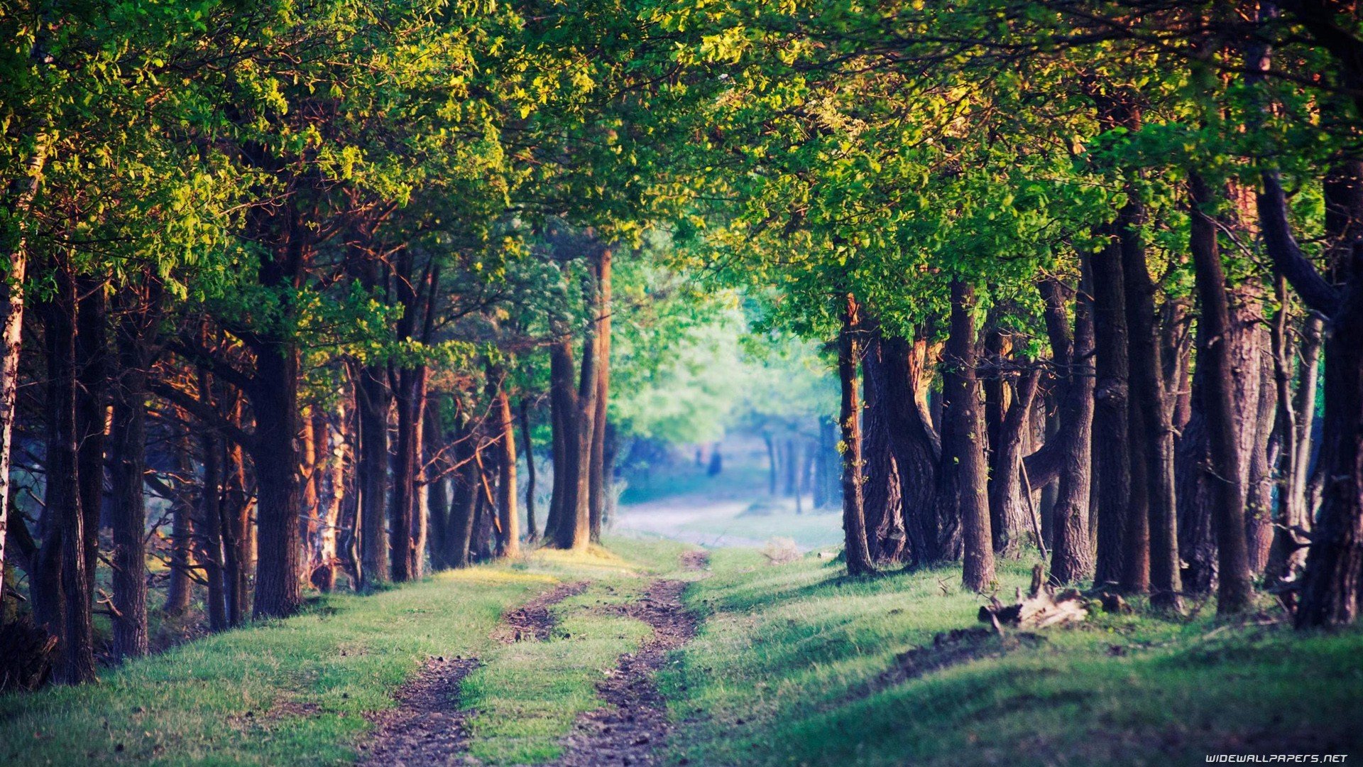 trees, Forests Wallpaper