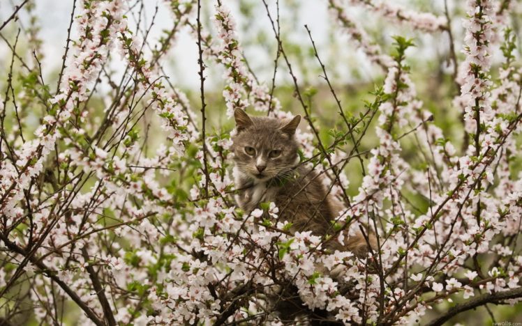 nature, Cats, Animals HD Wallpaper Desktop Background