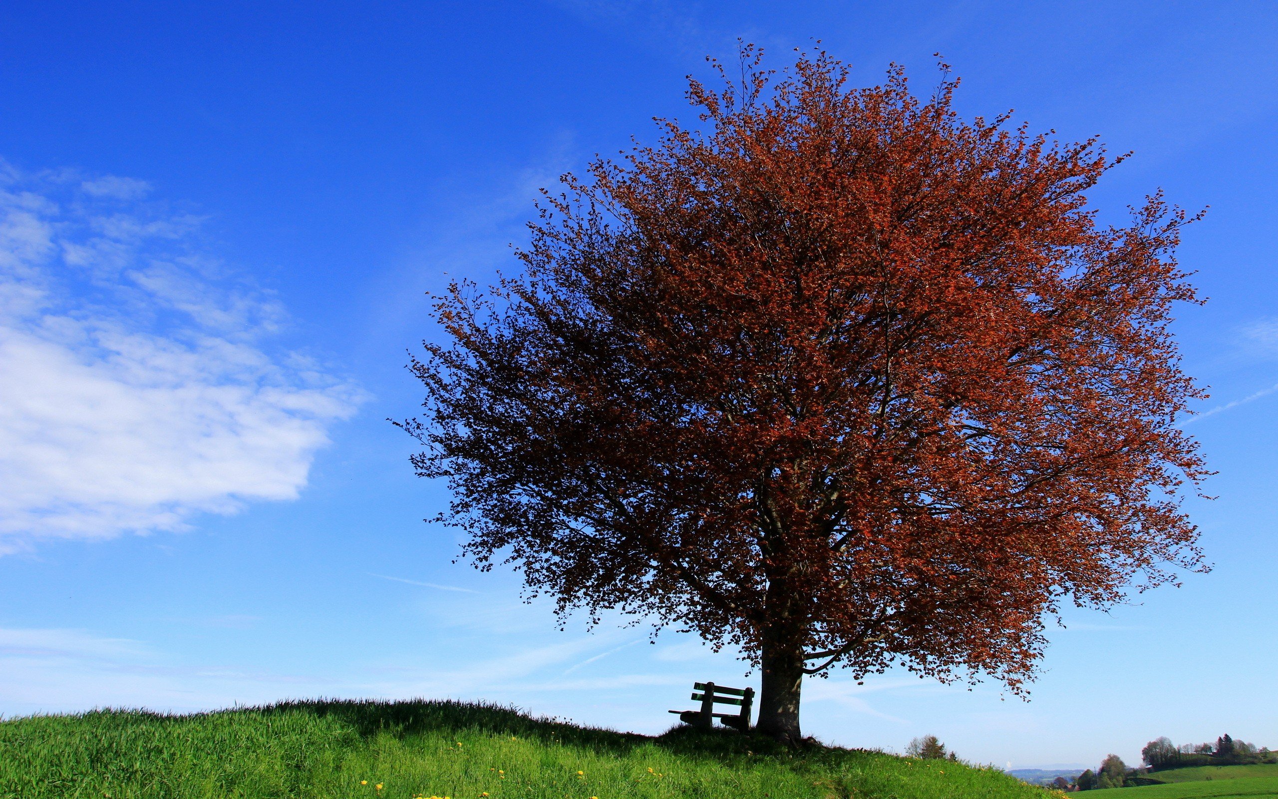 landscapes, Nature, Trees Wallpaper