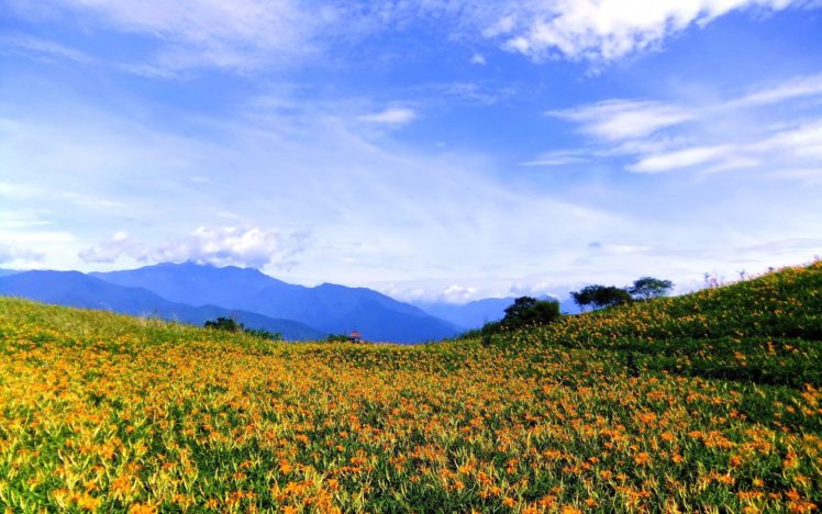 clouds, Nature, Flowers, Fields, Orange, Flowers HD Wallpaper Desktop Background