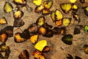 autumn, Leaves, Ground
