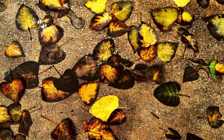 autumn, Leaves, Ground HD Wallpaper Desktop Background