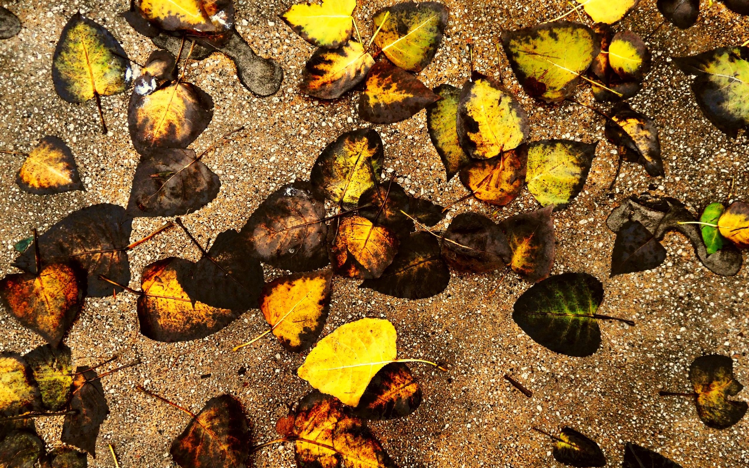 autumn, Leaves, Ground Wallpaper