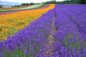 landscapes, Nature, Flowers, Lavender, Plantation