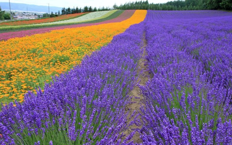 landscapes, Nature, Flowers, Lavender, Plantation HD Wallpaper Desktop Background