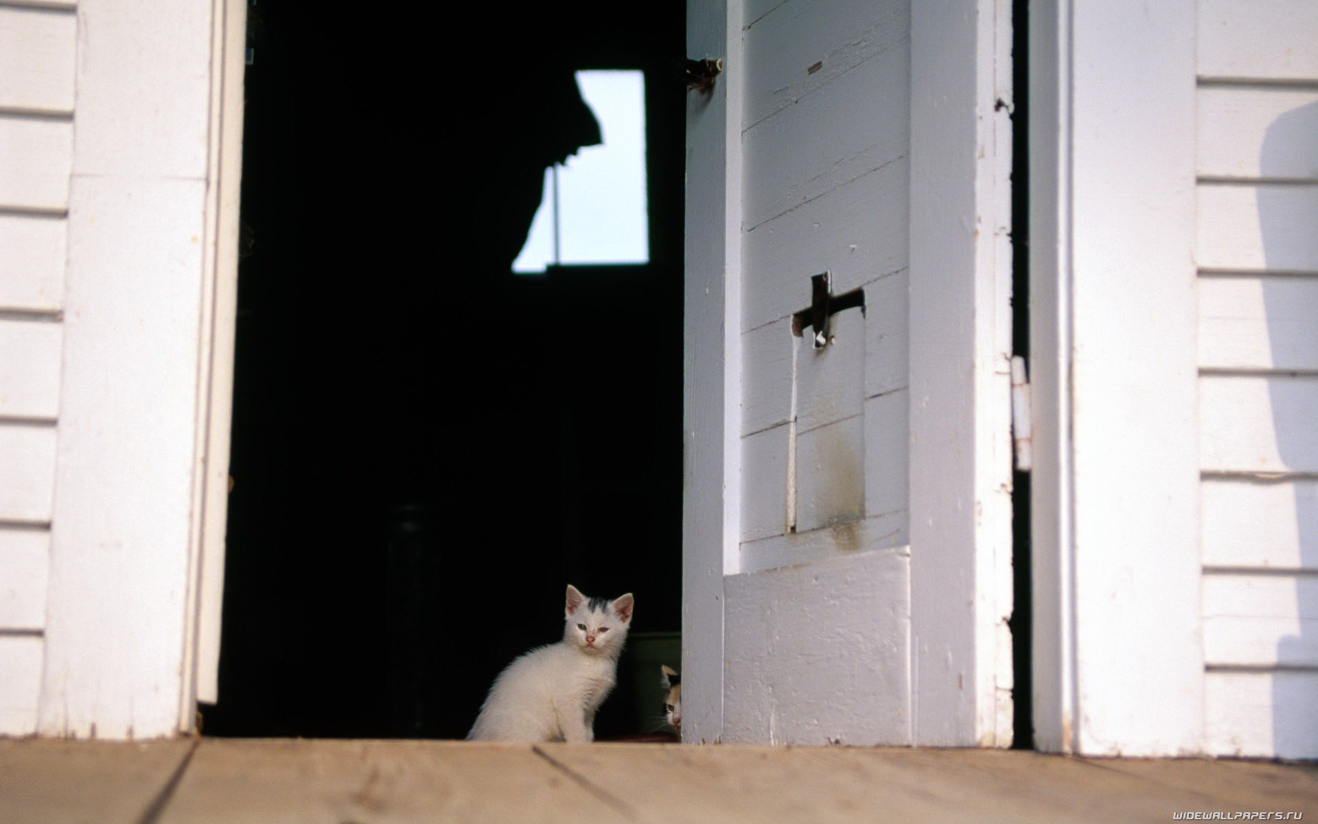 cats, Animals Wallpaper