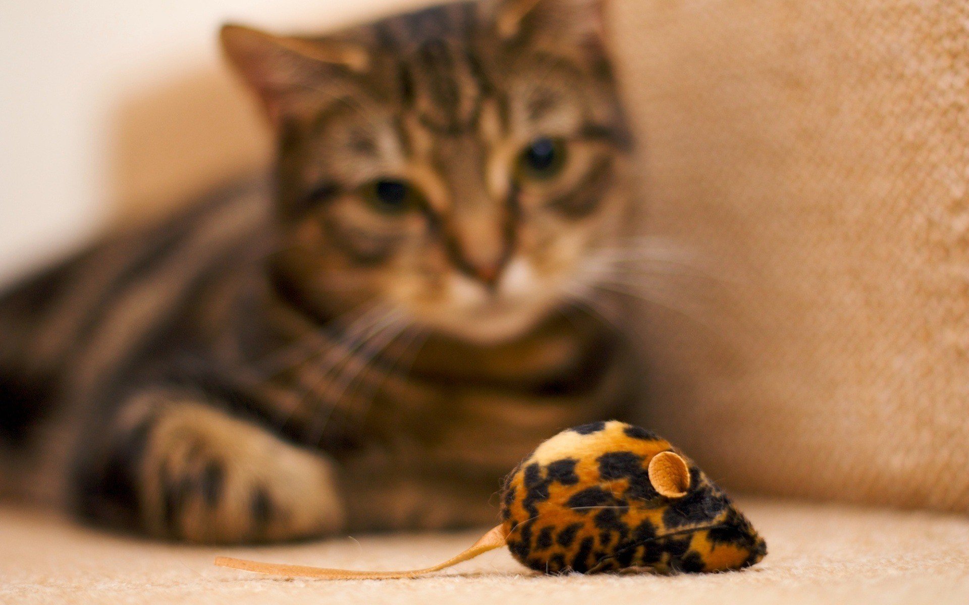 cats, Animals Wallpaper