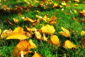 autumn, Leaves, Grass, Fallen, Leaves