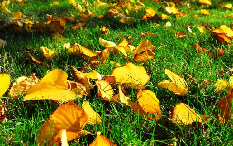 autumn, Leaves, Grass, Fallen, Leaves HD Wallpaper Desktop Background