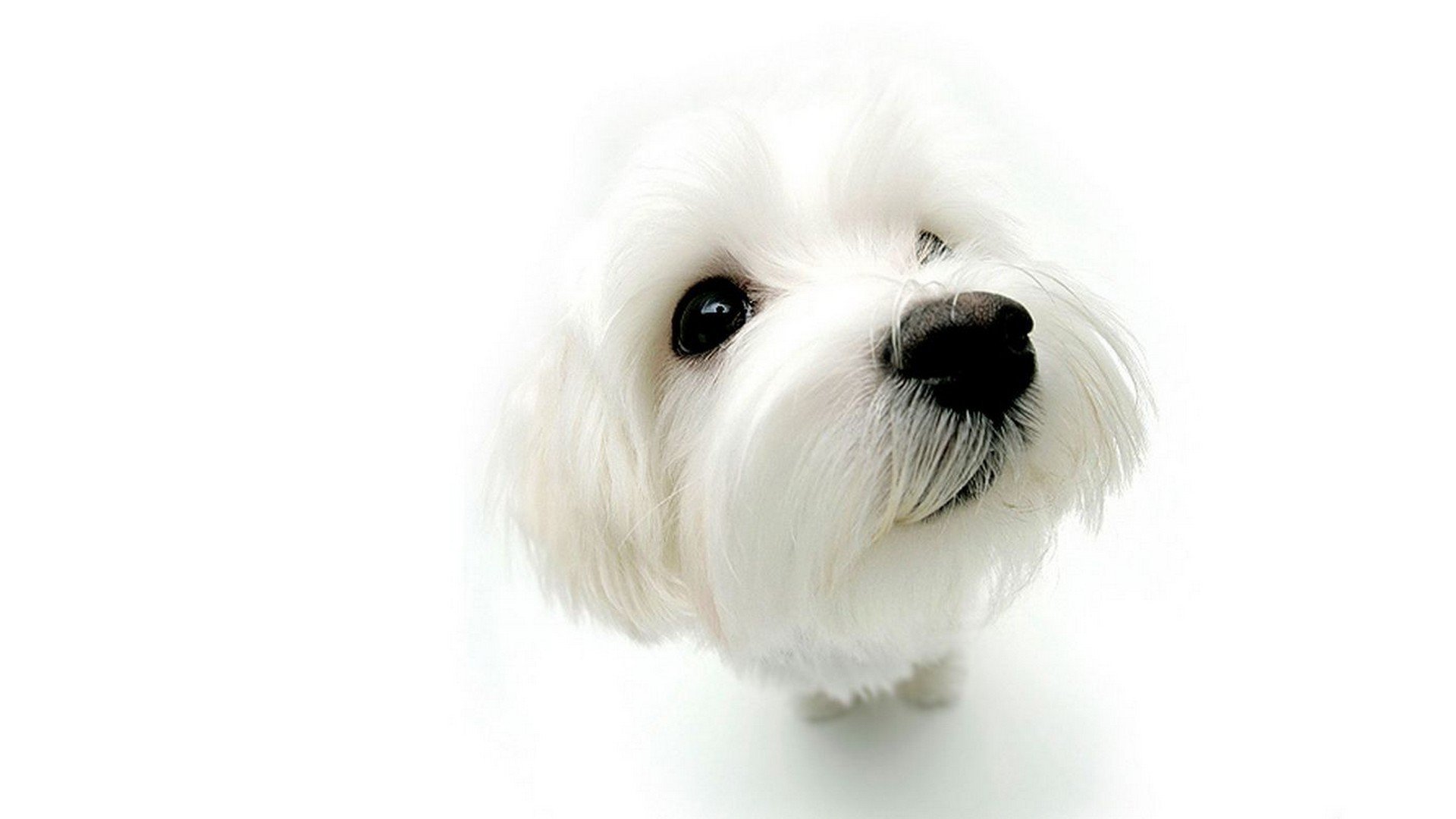 animals, Dogs, White, Background Wallpaper