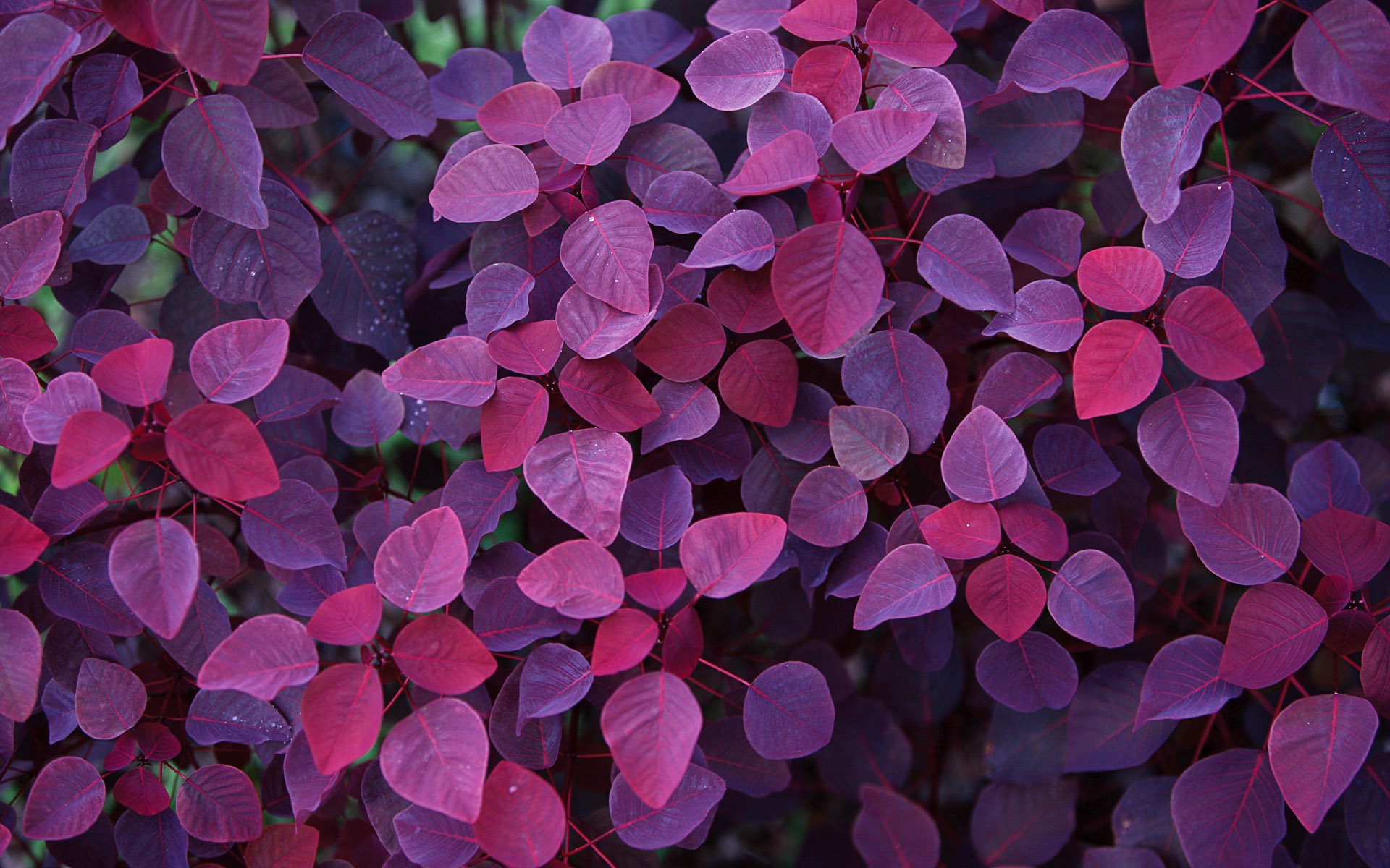 leaves Wallpaper