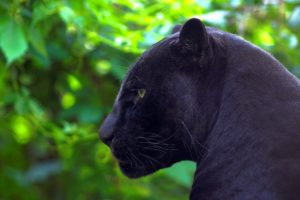 animals, Jaguar, Panthers