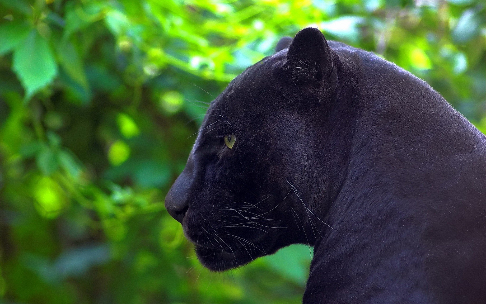 animals, Jaguar, Panthers Wallpaper