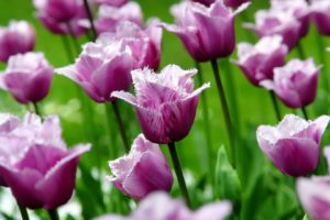 flowers, Tulips, Purple, Flowers