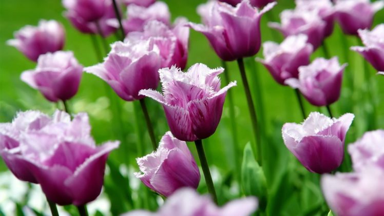 flowers, Tulips, Purple, Flowers HD Wallpaper Desktop Background