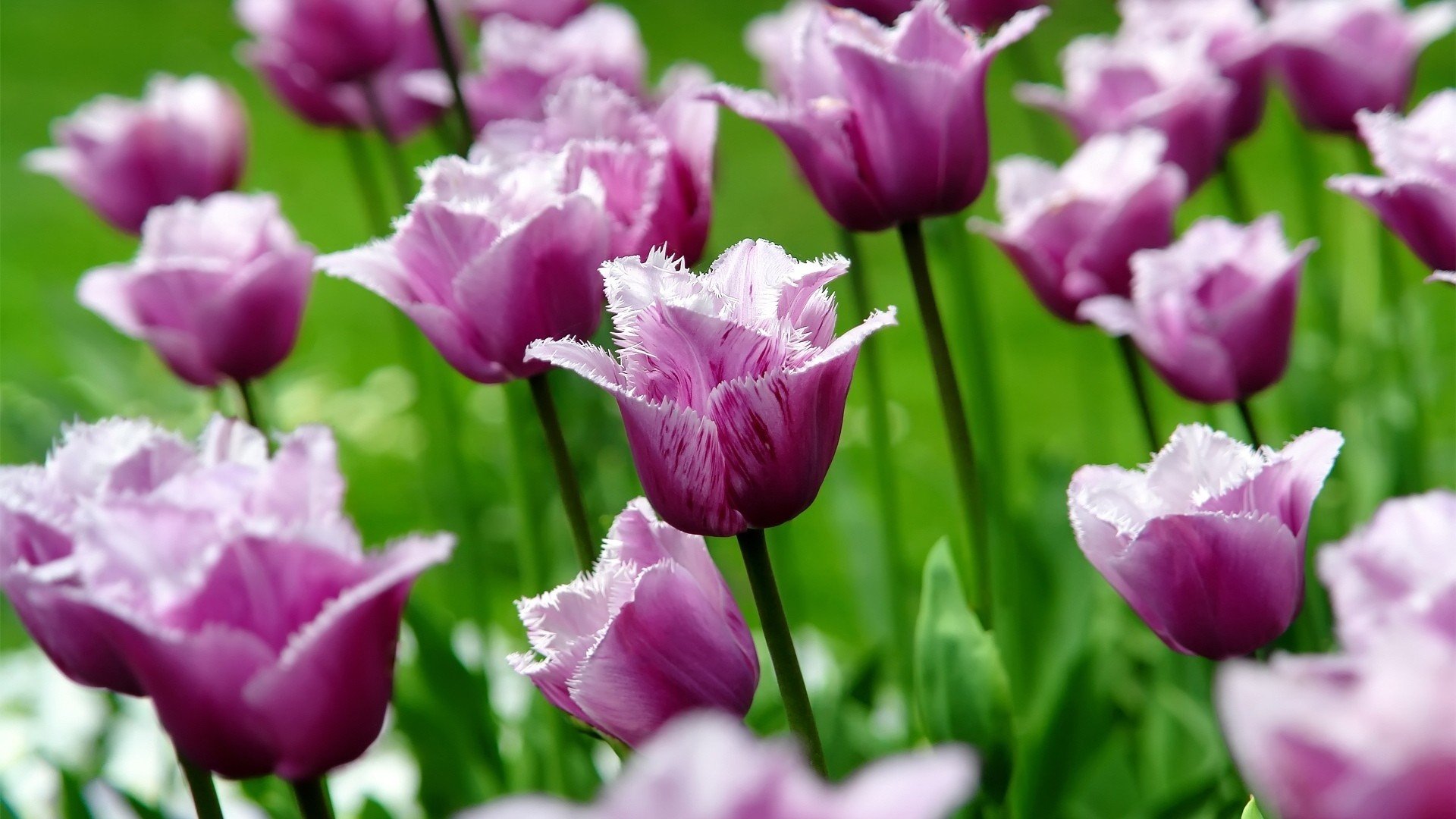 flowers, Tulips, Purple, Flowers Wallpaper