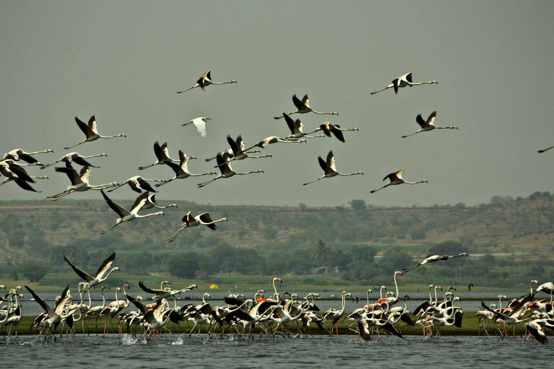 flamingo, Migration, Flock, Flight, Fly, Wings, Lakes, Nature, Landscapes, Sky Wallpaper
