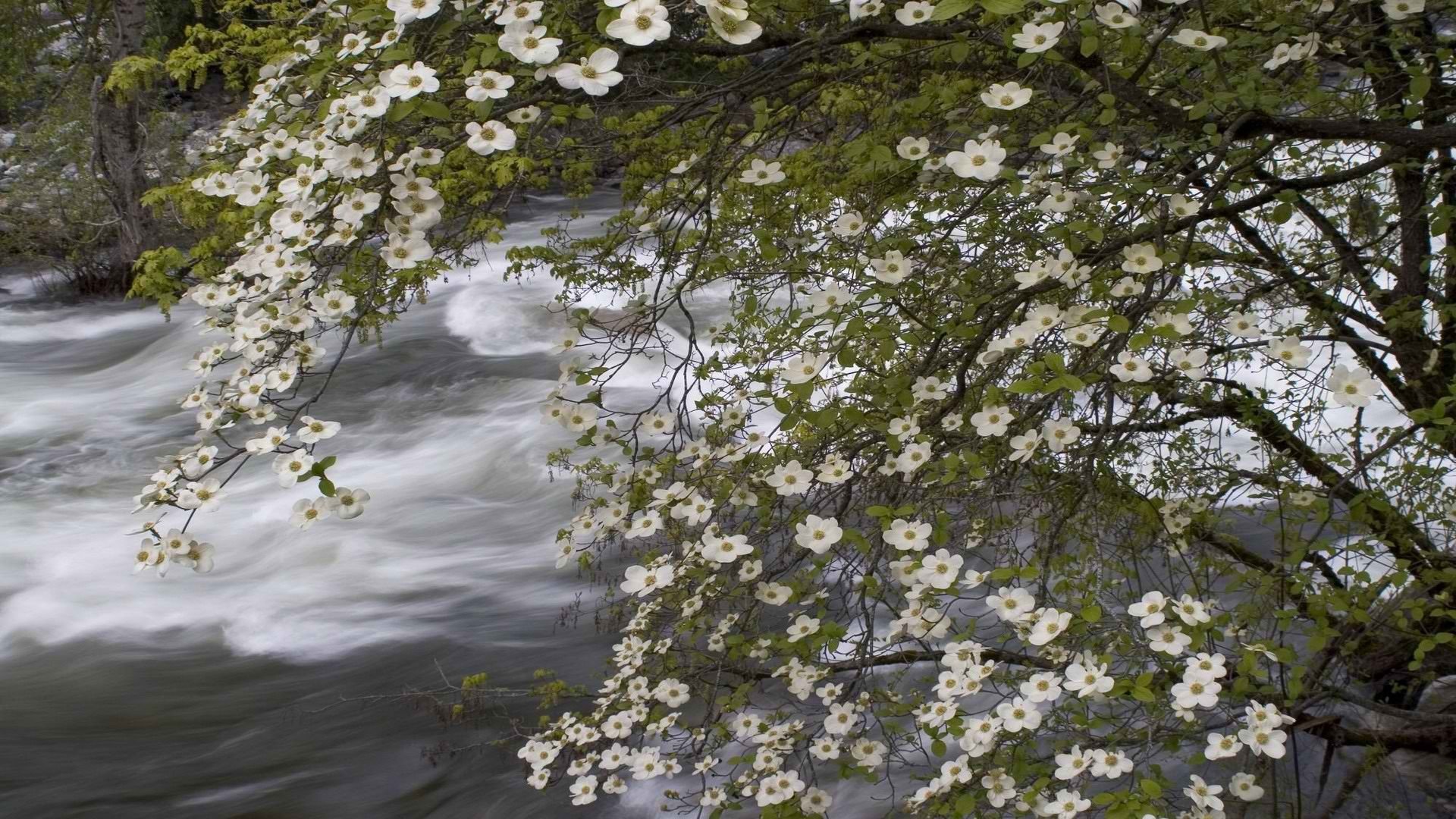 california, Rivers, National, Park, Pacific, Yosemite, National, Park Wallpaper