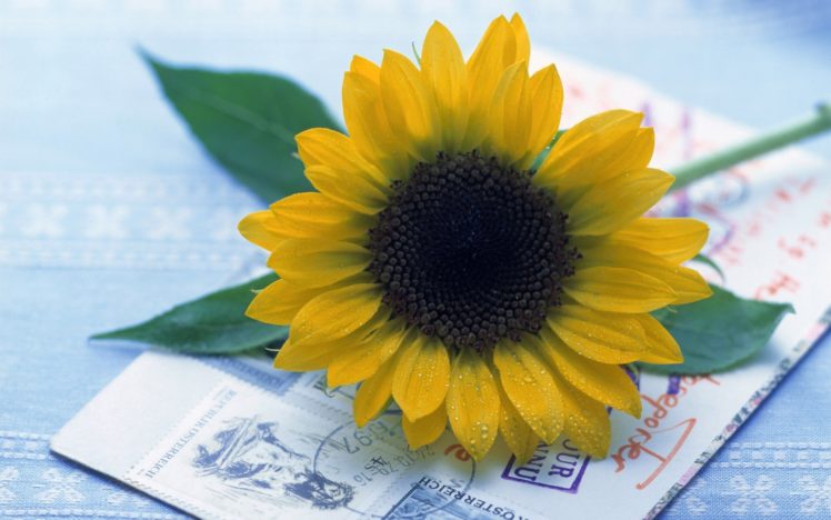 home, Postcards, Sunflowers, Still, Life HD Wallpaper Desktop Background