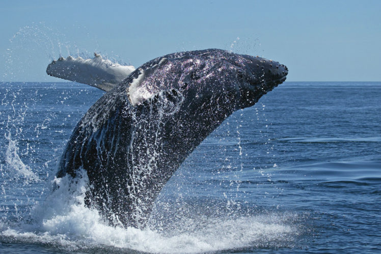 whales, Breach, Drops, Splash, Spray, Ocean, Sea, Bay, Water HD Wallpaper Desktop Background