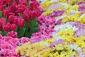 color, Gardens, Bouquet
