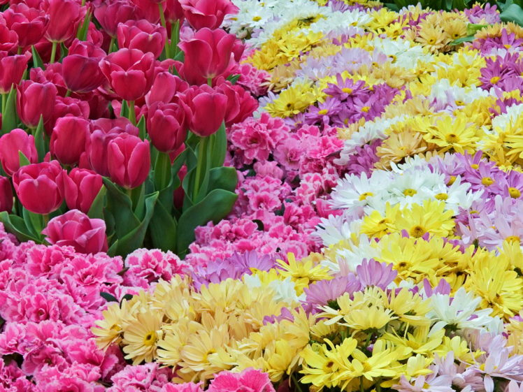 color, Gardens, Bouquet HD Wallpaper Desktop Background