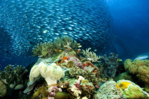 underwater, Ocean, Sea, Nature, Coral, Reef, Tropical, School