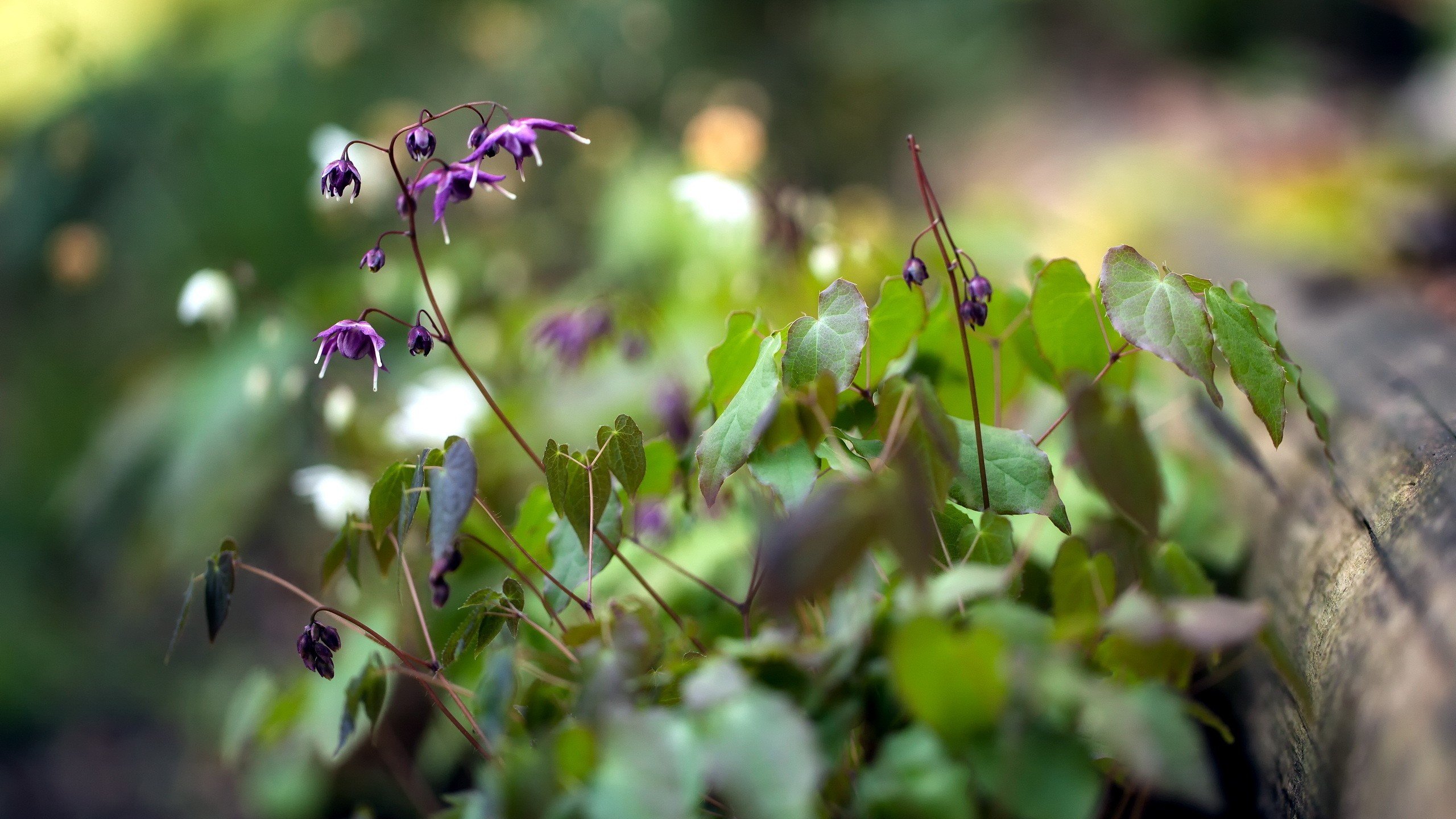 plants Wallpaper