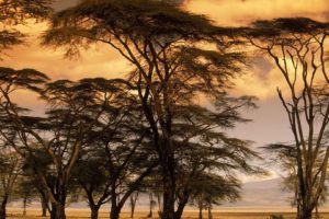 sunset, Trees, Africa