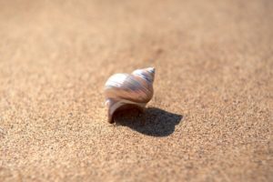 sand, Seashells