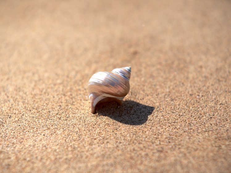 sand, Seashells HD Wallpaper Desktop Background