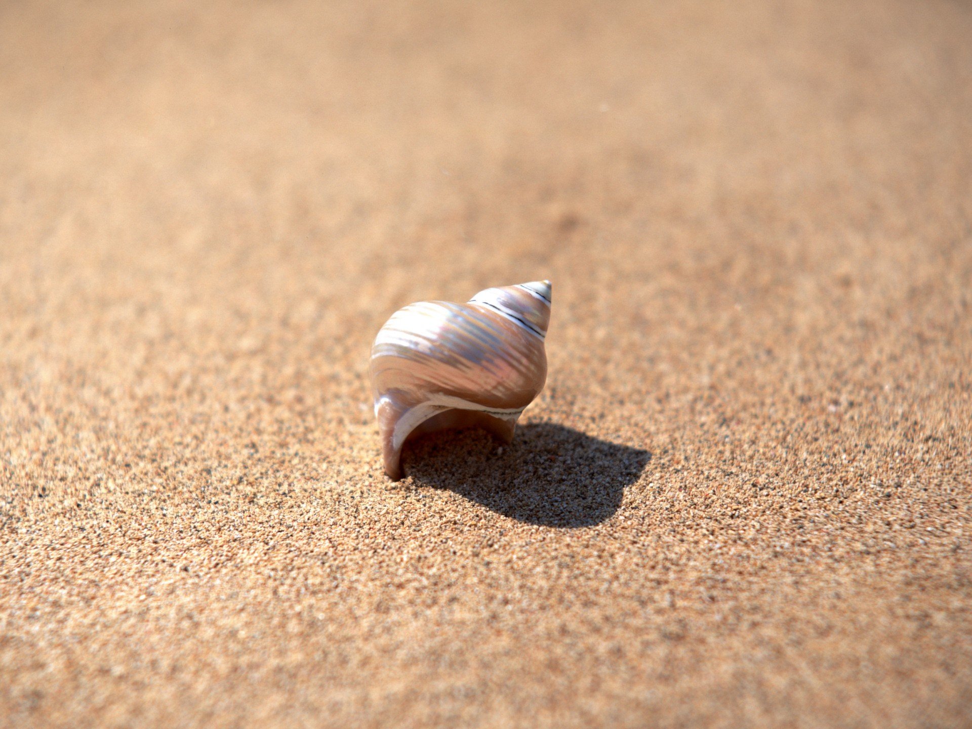 sand, Seashells Wallpaper