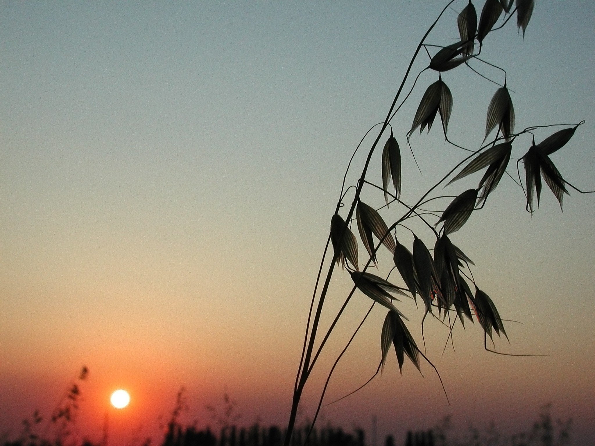 plants Wallpaper