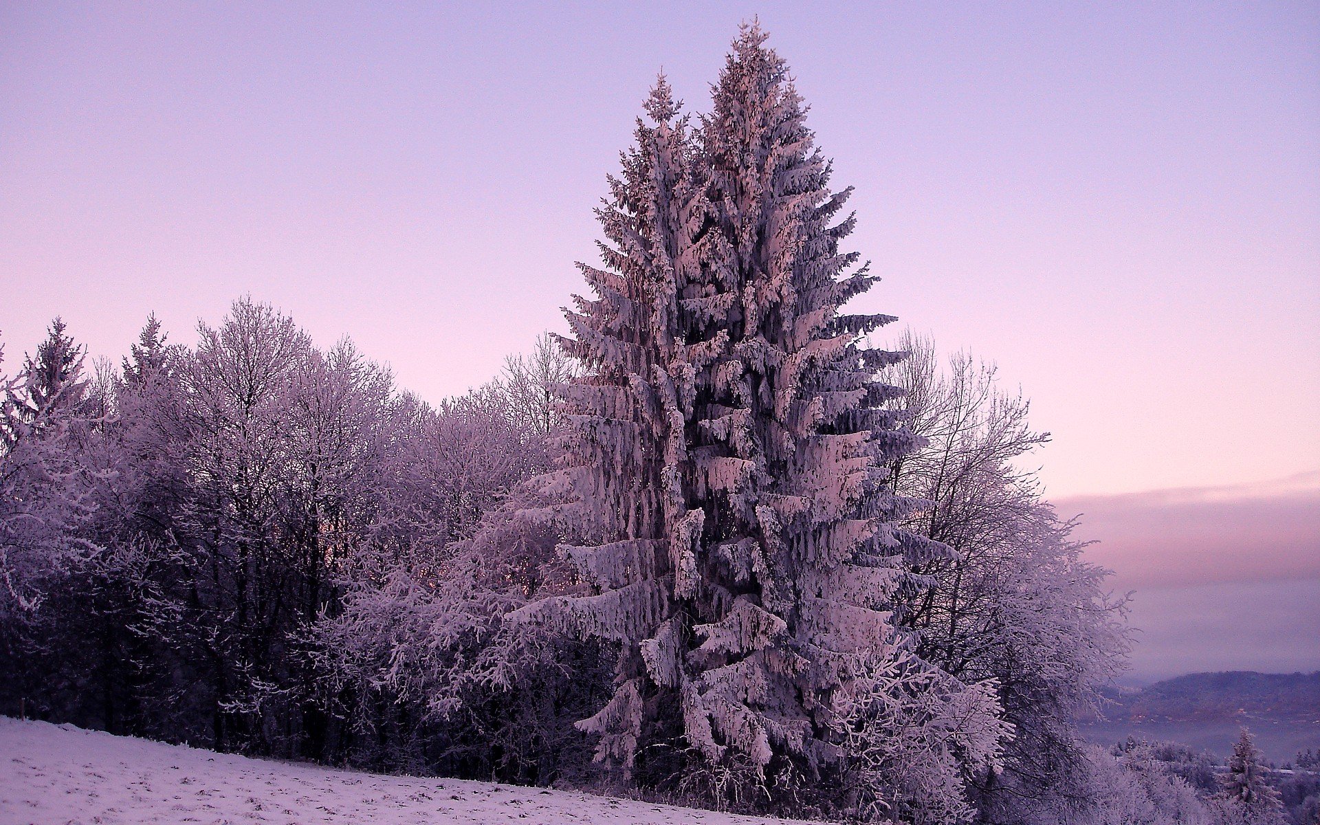 nature, Snow, Trees Wallpaper