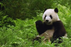 jungle, China, Bamboo, Panda, Bears, Dinner