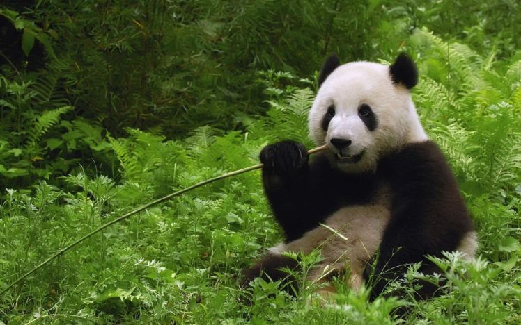 jungle, China, Bamboo, Panda, Bears, Dinner HD Wallpaper Desktop Background