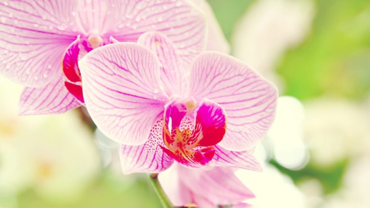 flowers, Orchids, Pink, Flowers HD Wallpaper Desktop Background