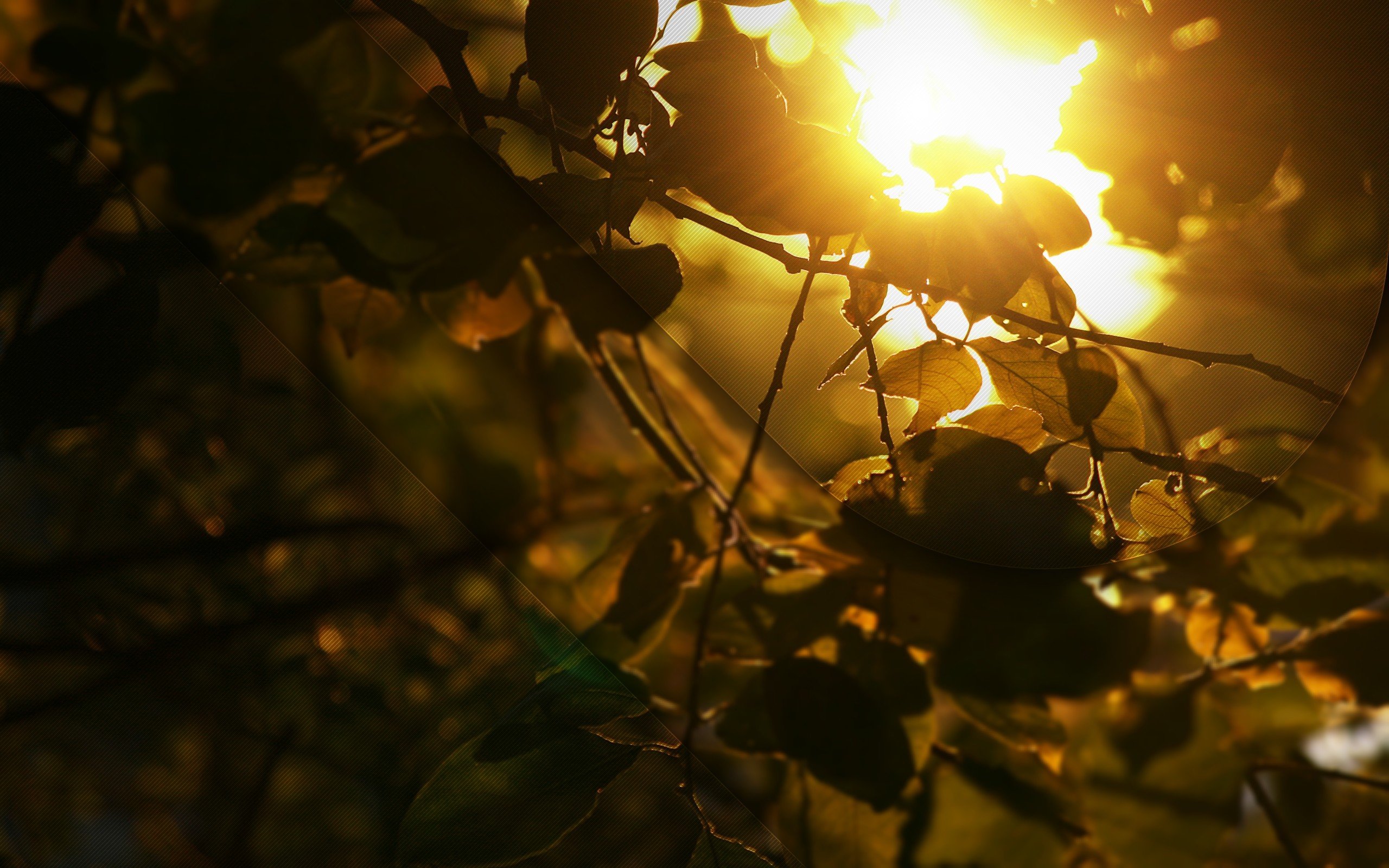 nature, Leaves, Golden, Sunlight Wallpaper