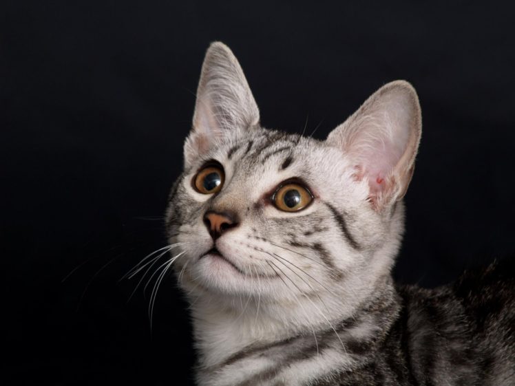 eyes, Cats, Stare HD Wallpaper Desktop Background