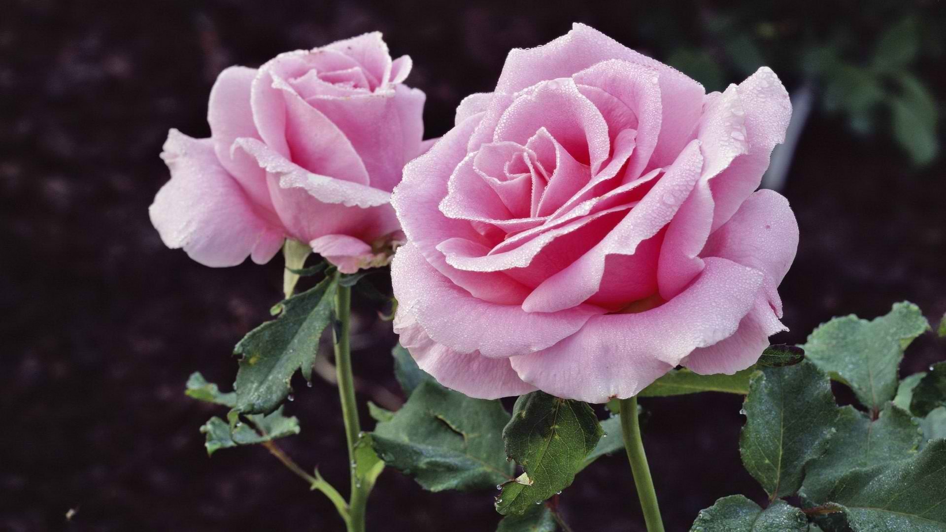 blossoms Wallpaper